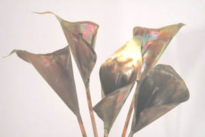 Copper Calla Lilies