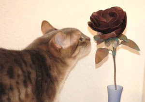 Cat Sniffing Rose